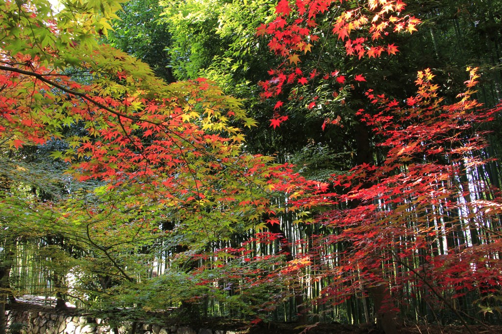 鹿王院　①