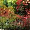 鹿王院　①