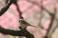 ミヤマホオジロ　①
