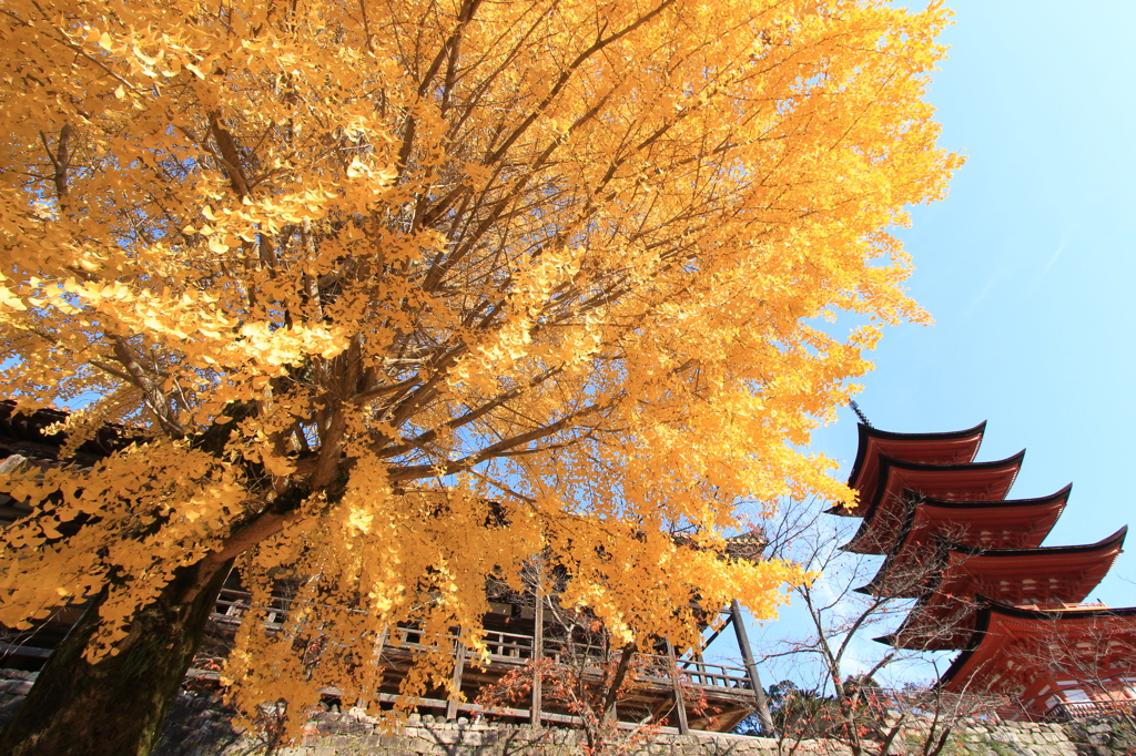 銀杏