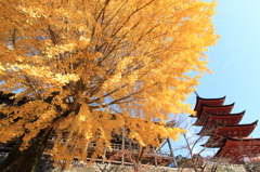 銀杏