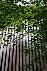晩春