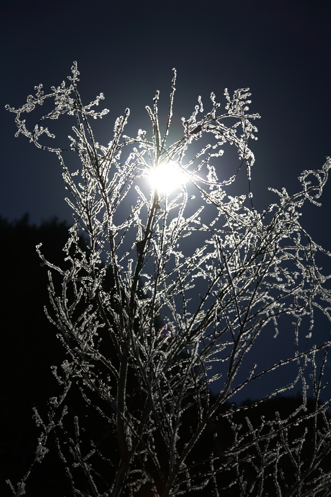 the midwinter_5