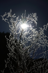the midwinter_5