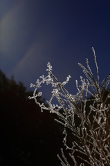 the midwinter_2
