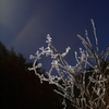 the midwinter_2