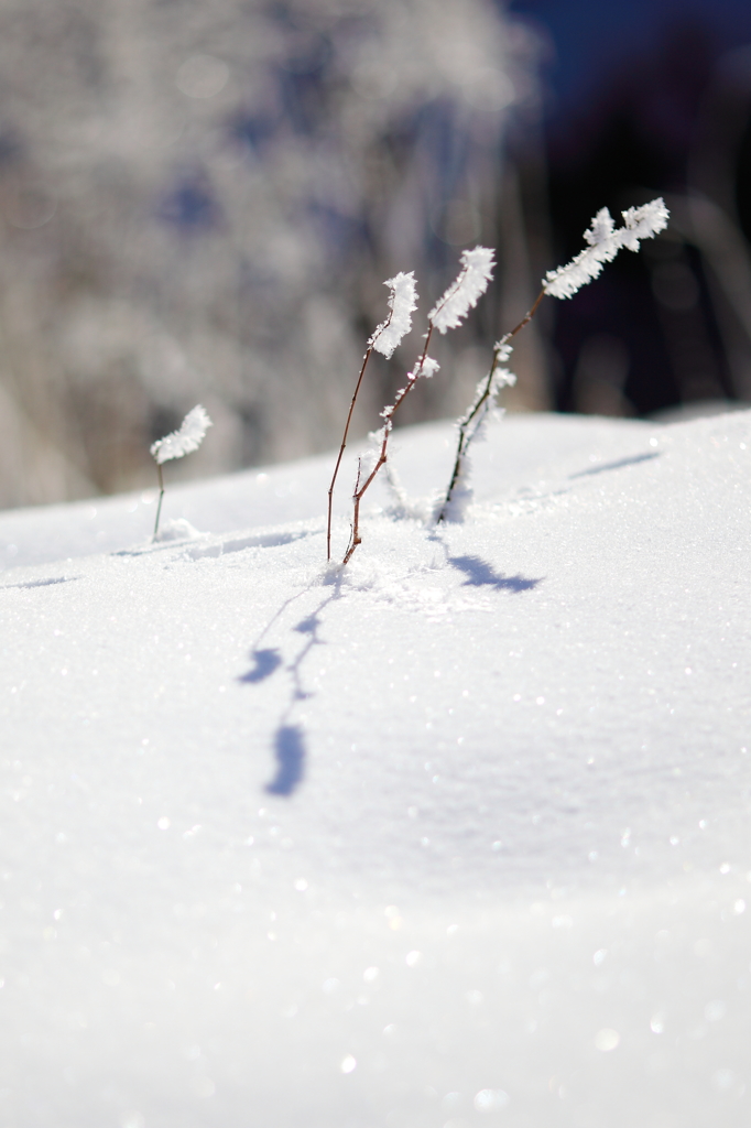 the midwinter_4
