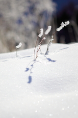 the midwinter_4