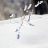 the midwinter_4