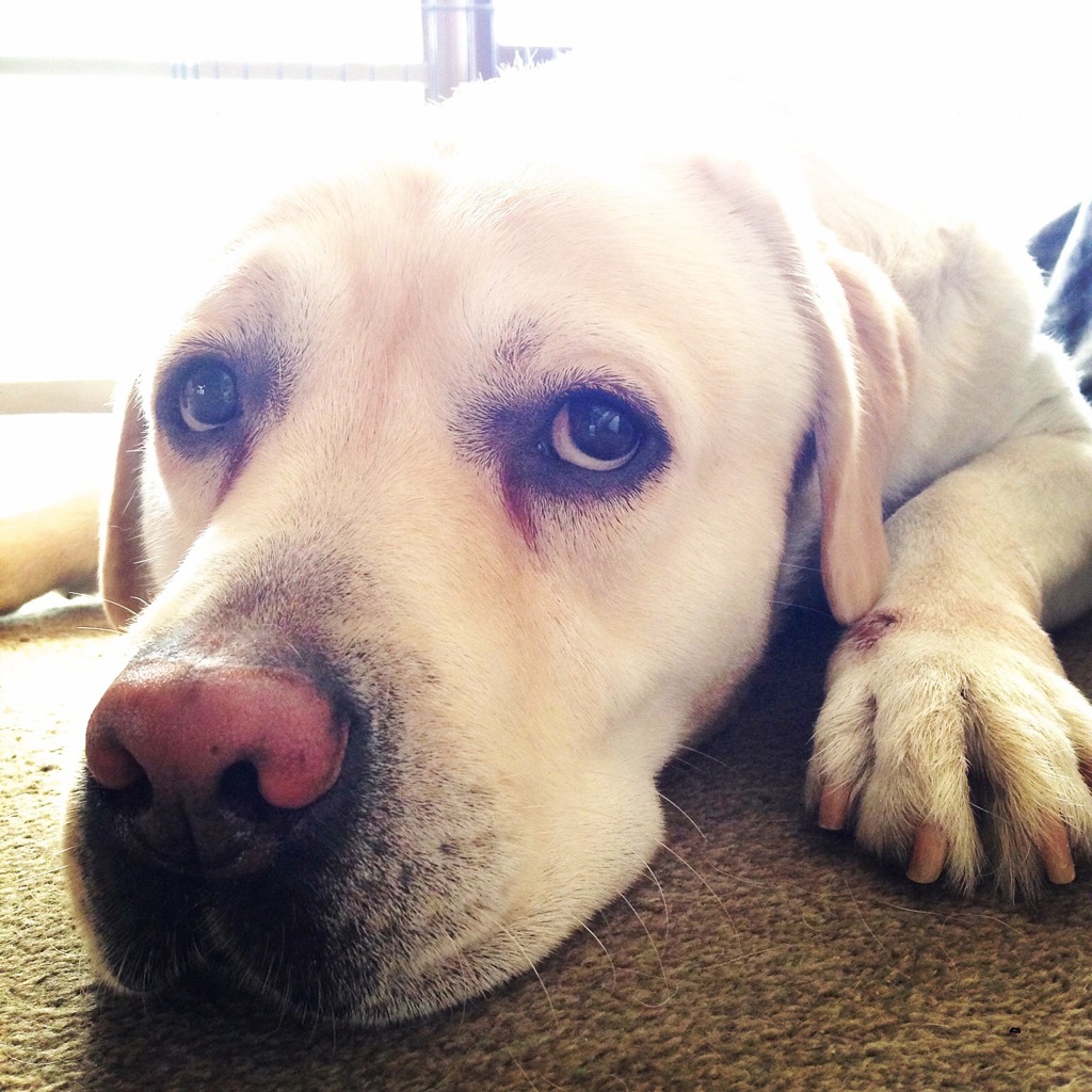 my boy