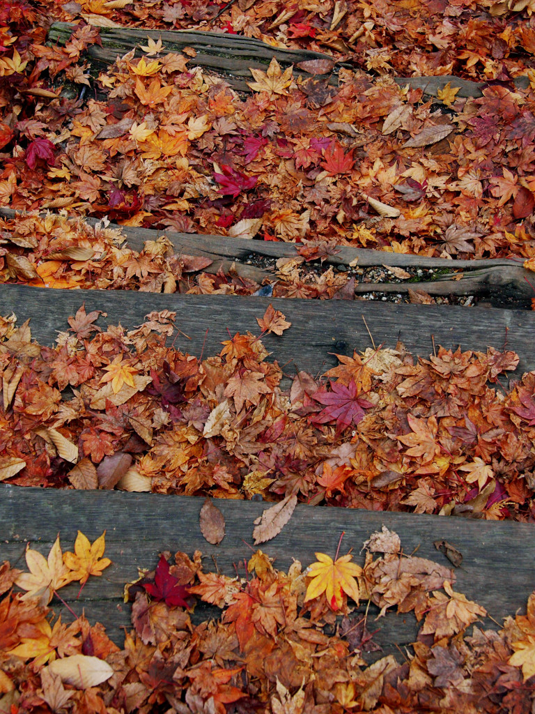 wooden stairs