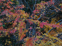 dull color