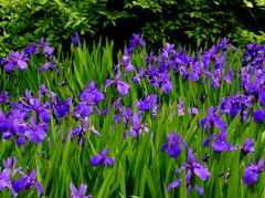 燕子花