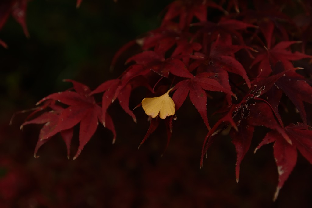 ぼくも紅葉になれるかな？