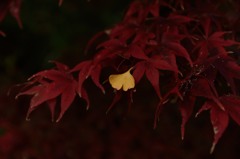 ぼくも紅葉になれるかな？