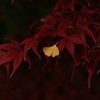 ぼくも紅葉になれるかな？