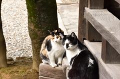寺に棲む猫