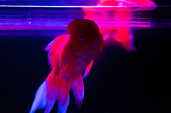 名古屋アクアリウム展