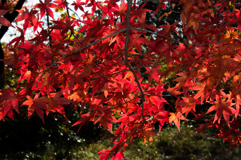 紅葉見にいこうよう！