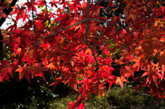 紅葉見にいこうよう！