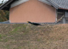 鳥撮れない