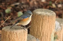 ルリビタキ（♂）