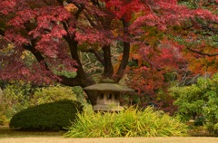 六義園の秋
