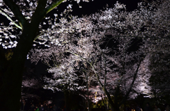 金沢の春４