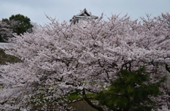 金沢の春１
