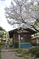 金沢の春３