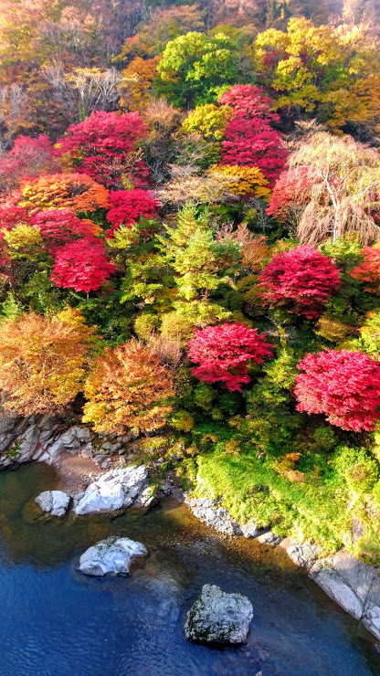 秋田紅葉 (1)