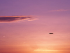 空に馳せる