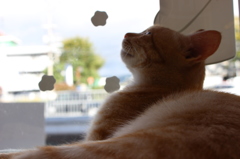 猫ちゃん