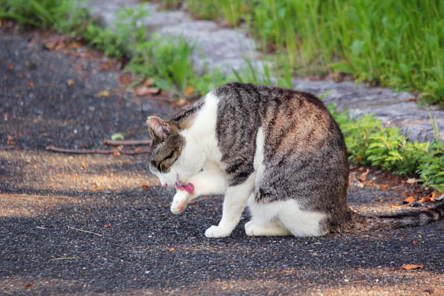 ぺろぺろ