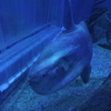 マンボー