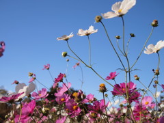 秋桜舞う