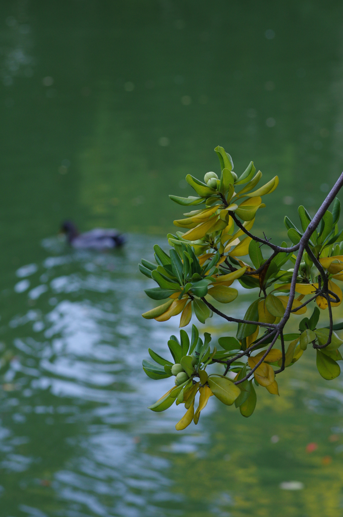 京都御苑_K32_5722