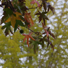 紅葉_K32_0432