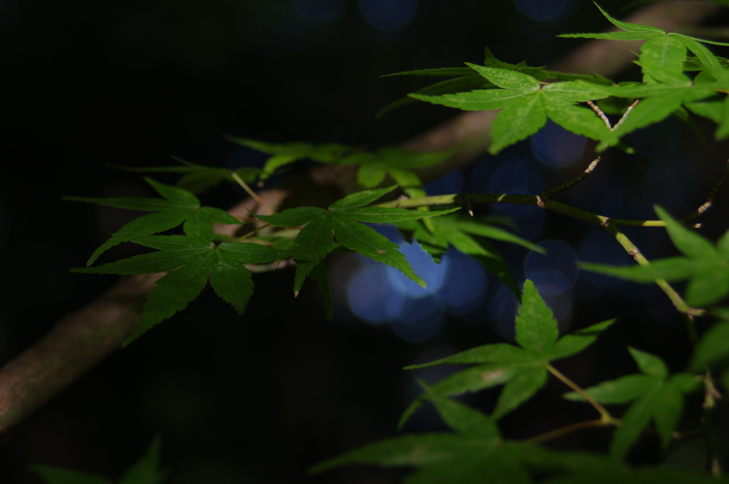 下鴨神社_K32_4670