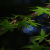 下鴨神社_K32_4670