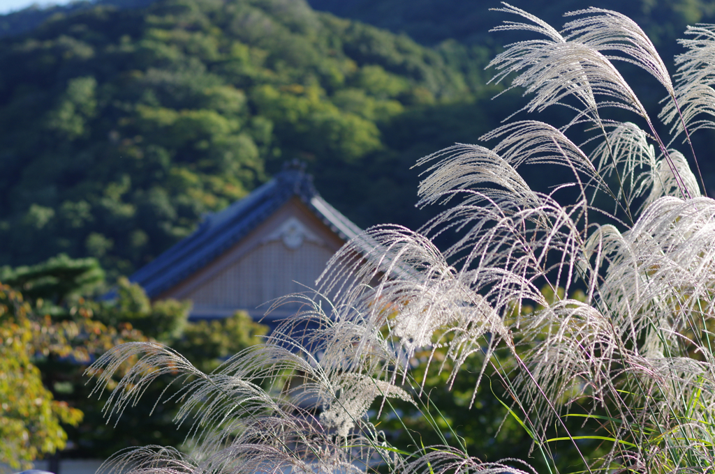 天龍寺_K32_4932