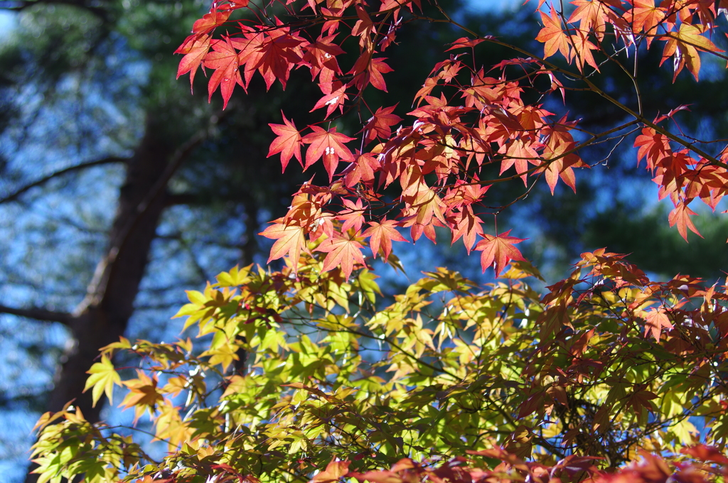 今宮神社_K32_4642