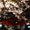 夜桜_K32_5622