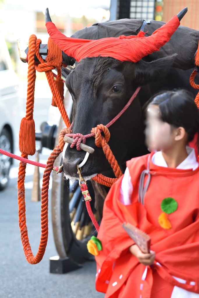 牛車_DSC_1293