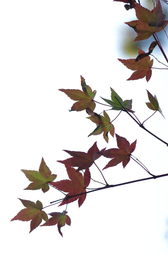 紅葉_K32_5729