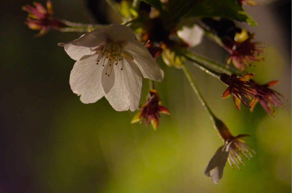 夜桜2_4942