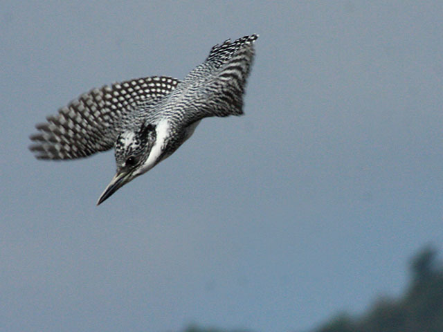 島田川のヤマセミ