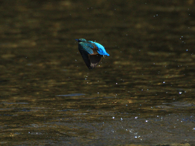 島田川のカワセミ
