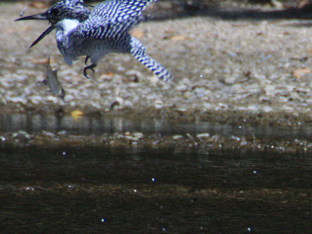 島田川のヤマセミ