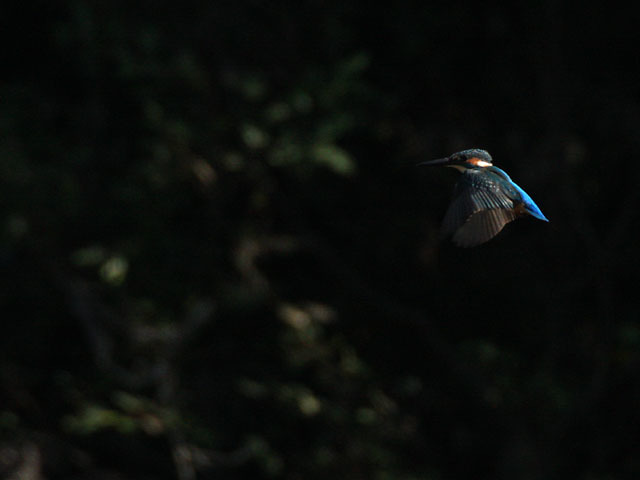 島田川のカワセミ